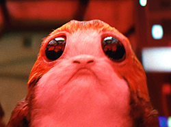 Porg